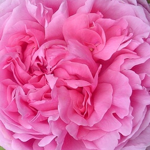 Rosier plantation - Rosa Madame Boll - rose - rosiers portland - parfum intense - Daniel Boll - Fleurs rose bien pleines à forme rosette, parfum très intense.